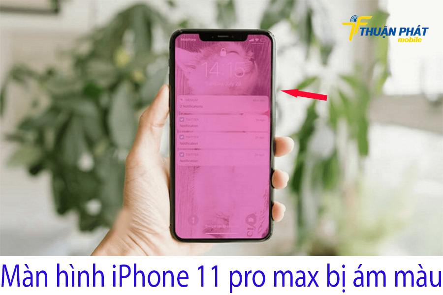 Màn hình iPhone 11 pro max bị ám màu