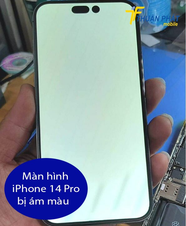 Màn hình iPhone 14 Pro bị ám màu